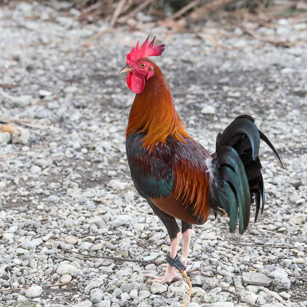 Beautiful rooster — Stock Photo, Image