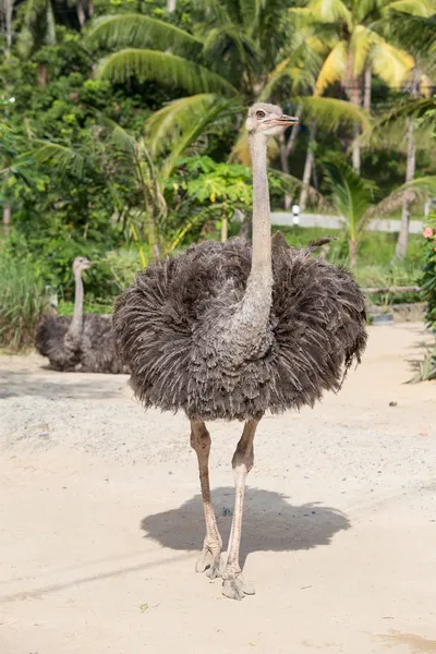 African ostrich — Stock Photo, Image