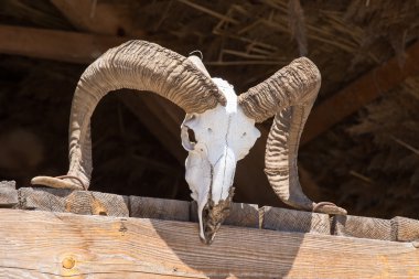 boynuzları olan koyun kafatası