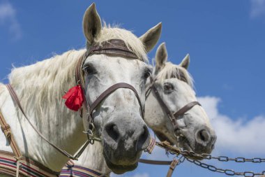 Güneşli bir yaz gününde mavi bir arka planda sepetin içinde koşumlu iki beyaz atın güzel manzarası, hayvan ve doğa kavramı.
