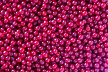 Kırmızı viburum ya da guelder gülü hasat et, yakın çekim, üst manzara. Kırmızı viburnum arkaplanlı güzel bir doku.