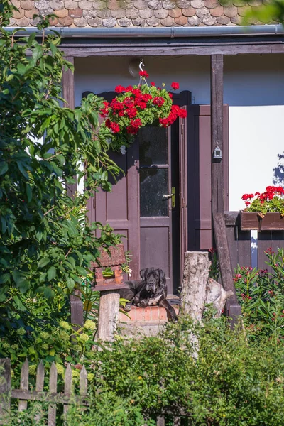 데인개는 헝가리의 마을에 마당에 — 스톡 사진