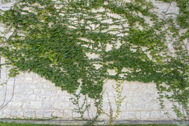 Decorative green tree adorns the old wall in the fortress of Montenegro. Climbing plant growing and covering stone wall, outdoors clipart
