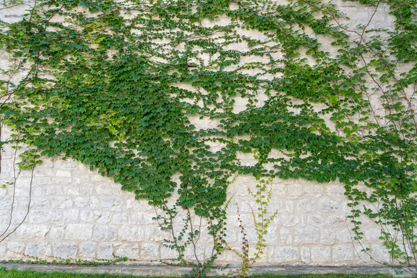 Decorative Green Tree Adorns Old Wall Fortress Montenegro Climbing Plant — Stock Photo, Image