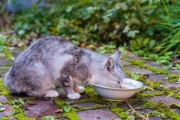 Hungrig Grå Katt Äter Mat Från Tallrik Gården Närbild — Stockfoto