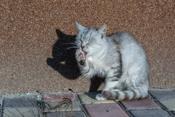 Πορτραίτο Μιας Γκρίζας Γάτας Πλένει Μπροστινό Του Πόδι Στην Αυλή — Φωτογραφία Αρχείου
