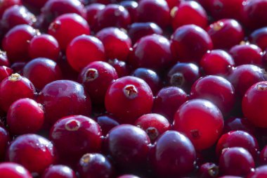 Kırmızı taze yaban mersinini hasat et, yakın çekim, makro. Güneş ışığında kırmızı böğürtlenli güzel bir doku.