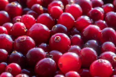 Kırmızı taze yaban mersinini hasat et, yakın çekim, makro. Güneş ışığında kırmızı böğürtlenli güzel bir doku.