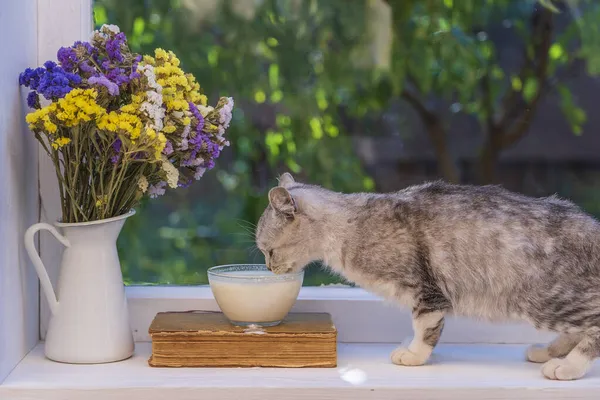 Söt Liten Grå Katt Dricka Mjölk Från Glas Skål Fönsterbrädan — Stockfoto