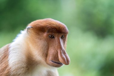 Borneo, Malezya 'nın yağmur ormanlarındaki vahşi erkek Proboscis maymunu, Nasalis larvatus ya da Hollanda maymunu portresi. Kocaman sarkık burunlu inanılmaz bir maymun.