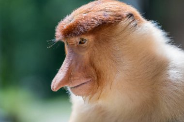 Borneo, Malezya 'nın yağmur ormanlarındaki vahşi erkek Proboscis maymunu, Nasalis larvatus ya da Hollanda maymunu portresi. Kocaman sarkık burunlu inanılmaz bir maymun.