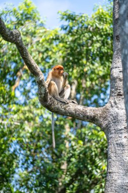 Malezya 'nın Borneo adasının yağmur ormanlarındaki vahşi Proboscis maymunu ya da Nasalis larvası ailesi, yaklaşın. Büyük burunlu harika bir maymun..