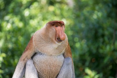 Borneo, Malezya 'nın yağmur ormanlarındaki vahşi erkek Proboscis maymunu, Nasalis larvatus ya da Hollanda maymunu portresi. Kocaman sarkık burunlu inanılmaz bir maymun.
