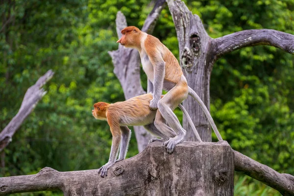 Par Vilda Proboscis Apor Älskar Regnskogen Borneo Malaysia Närbild — Stockfoto