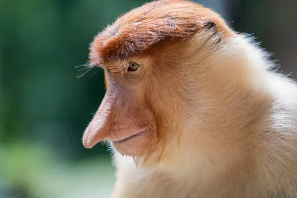 원숭이 Proboscis Monkey 리스라 부투스 Nasalis Larvatus 네덜란드 원숭이 Dutch — 스톡 사진