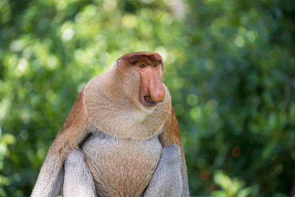 Ritratto Scimmia Maschio Selvatica Proboscide Nasalis Larvatus Scimmia Olandese Nella — Foto Stock