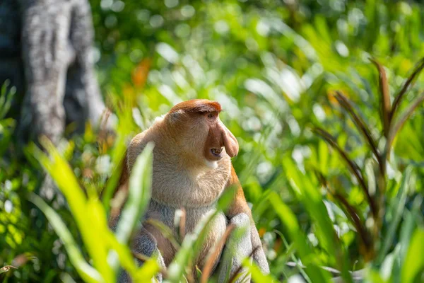 マレーシアのボルネオ島の熱帯雨林で 雄の野生の原生動物のサルまたはナサリ幼虫またはオランダのサルの肖像画が閉じます 鼻が大きく鼻が大きい猿 — ストック写真