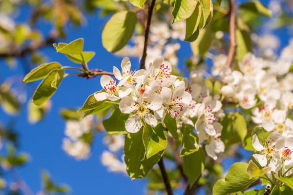 Rama Flores Blancas Florece Peral Contra Cielo Azul Cerca — Foto de Stock