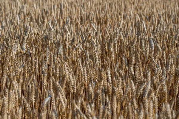 Goldenes Weizenfeld Einem Sonnigen Tag Morgen Aus Nächster Nähe Erntekonzept — Stockfoto