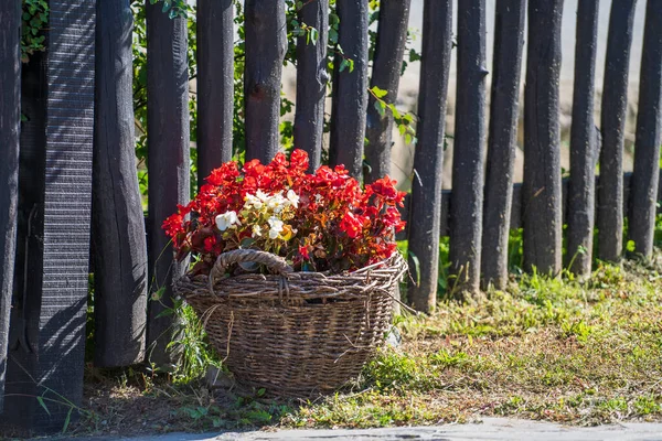 Tuincompositie Met Bloemen Een Ronde Rieten Mand Binnenplaats Tegen Achtergrond — Stockfoto