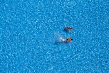 İki genç kız havuzda yüzüyor, yukarıdan manzara seyrediyor. Yüzücüler ve mavi havuz suyu arka planı