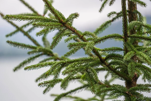山の中の森の緑の松の針に雨の滴の閉じるアルプスオーストリア 自然コンセプト — ストック写真