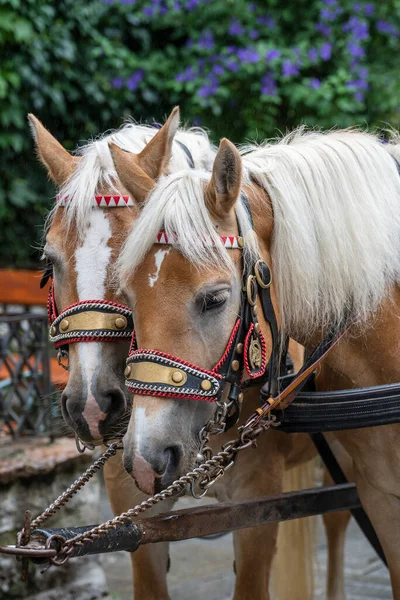 Dos Caballos Marrones Para Excursiones Caballo Por Ciudad Calle Austria — Foto de Stock