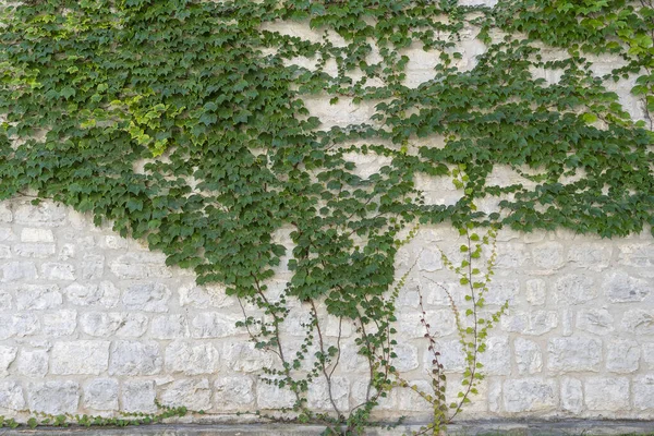 Decorative Green Tree Adorns Old Wall Fortress Montenegro Climbing Plant — Stock Photo, Image