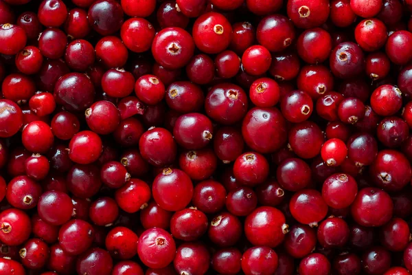 Harvest Red Fresh Cranberry Close Top View Beautiful Texture Red — Stock Photo, Image