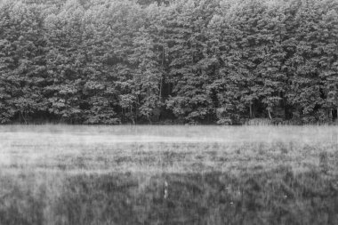 Gölün kıyısındaki orman sakin suların yansıması ve suyun üzerindeki sis, Ukrayna. Doğada güzellik. Siyah ve beyaz