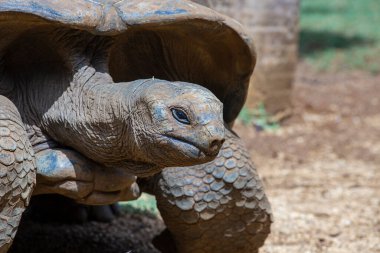 Seyşeller 'in dev kaplumbağası ya da aldabrachelys dev hololissa, Seyşeller' in dev kubbeli kaplumbağası olarak da bilinir. Mauritius Adası 'ndaki dev kaplumbağa, yaklaş.