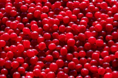 Kırmızı viburum ya da guelder gülü hasat et, yakın çekim, üst manzara. Kırmızı viburnum arkaplanlı güzel bir doku.