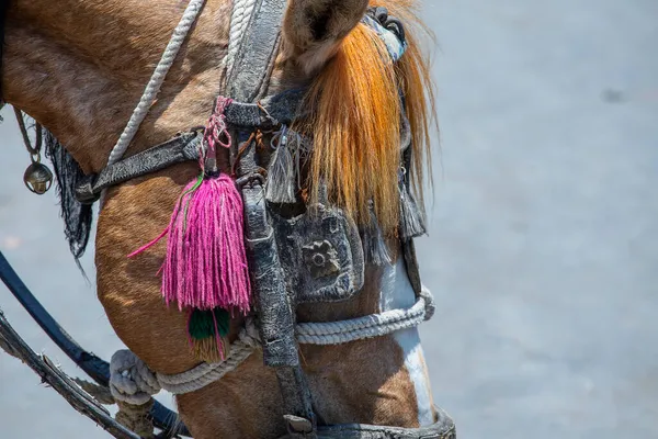 Fotos de Cara de cavalo, Imagens de Cara de cavalo sem royalties