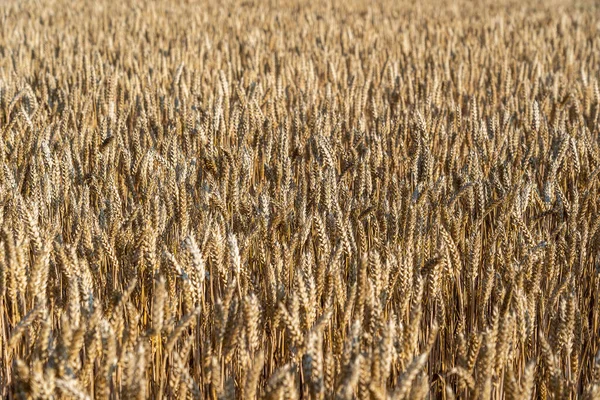 Zlaté Pšeničné Pole Slunečného Rána Zblízka Koncept Sklizně Pšeničné Uši — Stock fotografie