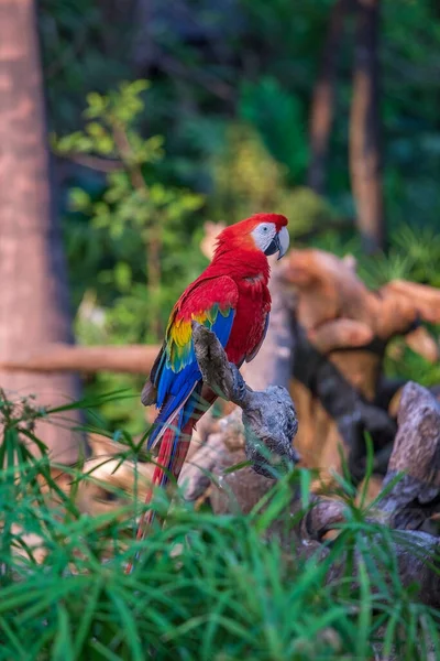 Close Colorful Scarlet Macaw Parrot Nature — Stock Photo, Image
