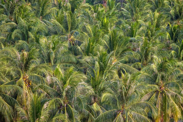 Зелений Кокосовий Горіх Горі Під Час Заходу Сонця Таїланд — стокове фото