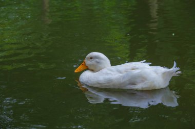 Gölde yüzen beyaz bir ördek. Yaklaş.