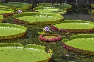 Mauritius Adası 'ndaki botanik bahçesinde dev bir nilüfer çiçeği. Victoria amazonica ya da Victoria regia, kapatın.