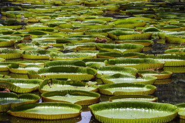 Mauritius Adası 'ndaki botanik bahçesinde dev bir nilüfer çiçeği. Victoria amazonica ya da Victoria regia, kapatın.