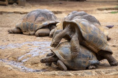 Seyşeller 'in dev kaplumbağası ya da aldabrachelys dev hololissa, Seyşeller' in dev kubbeli kaplumbağası olarak da bilinir. Mauritius Adası 'nda sevişen iki dev kaplumbağa. Yaklaş.