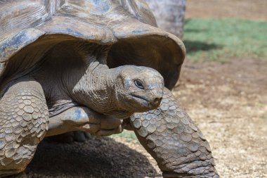 Seyşeller 'in dev kaplumbağası ya da aldabrachelys dev hololissa, Seyşeller' in dev kubbeli kaplumbağası olarak da bilinir. Mauritius Adası 'ndaki dev kaplumbağa, yaklaş.