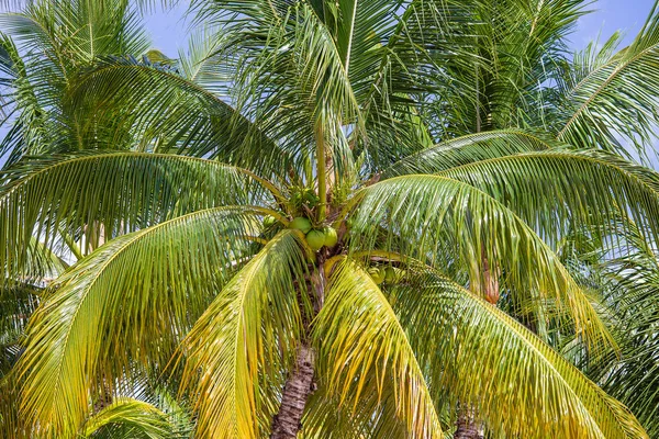 Kluster Grön Kokosfrukt Palmen Närbild — Stockfoto