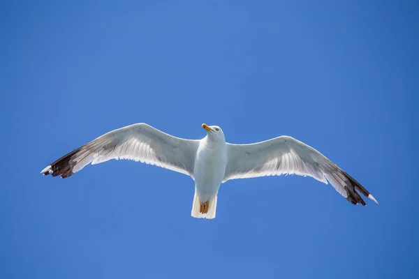 Zeemeeuw Vliegend Blauwe Lucht Achtergrond Close — Stockfoto