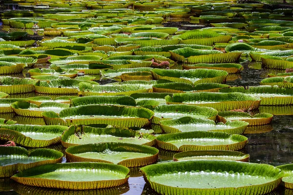 Riesenseerose Botanischen Garten Auf Der Insel Mauritius Victoria Amazonica Oder — Stockfoto