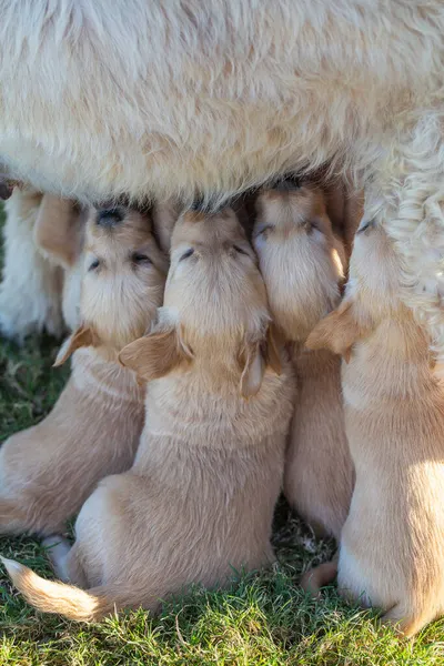 Group Newborn Puppy Sucking Milk Bitch Close — Fotografia de Stock