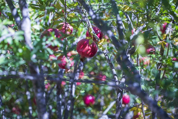 Świeży Czerwony Granat Drzewie Ogrodzie Wiejskim Turcja — Zdjęcie stockowe