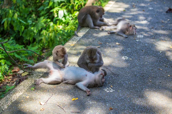 猿はノミを捕まえる インドネシアのバリ島 ウブドの神聖な猿の森の猿の家族 閉じろ — ストック写真
