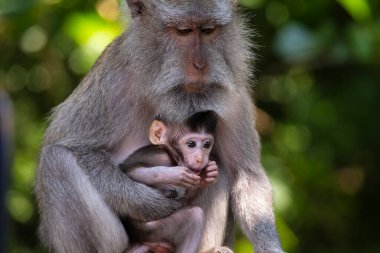 Kutsal maymun orman Ubud, Bali, Endonezya, anne ve bebek maymun portresi. Yakın çekim