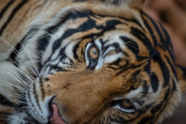 Kłamliwy Tygrys Zbliżenie Spoczywający Tło Twarzy Tygrysa — Zdjęcie stockowe