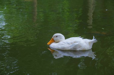 Gölde yüzen beyaz bir ördek. Yaklaş.